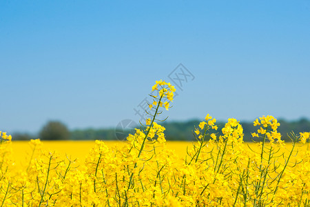 油菜开花季节油菜籽田黄色植物该国背景