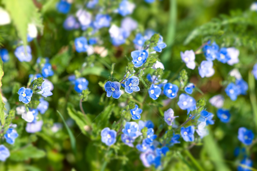夏天绿色植物上的蓝色野花图片