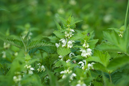 春天白花的绿色荨麻背景图片