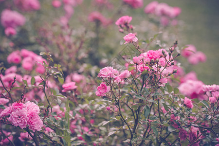 夏天花园里浪漫的粉红色玫瑰图片