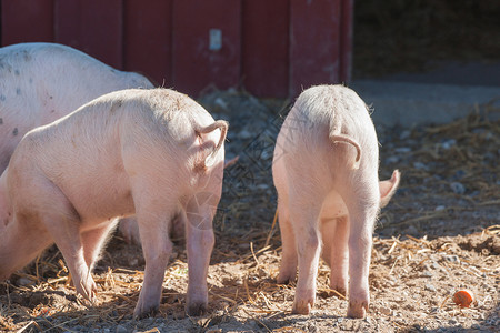 粉红色的小猪卷曲的尾巴农村的谷仓里图片