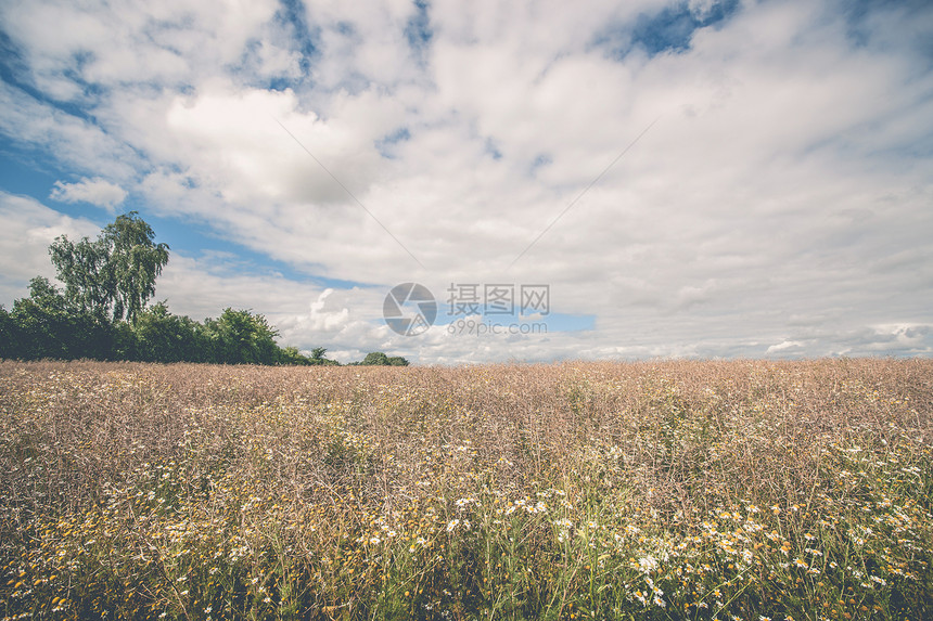 田园风光与野花草地上图片