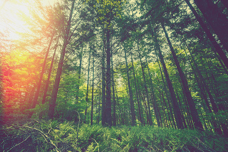 美丽的早晨森林里绿树成荫图片