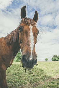 马惊讶地被嘴里的草抓住了图片