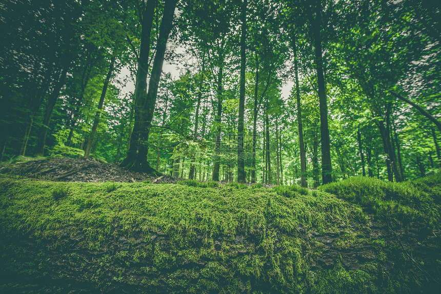 春天片绿色森林里根木头上的苔藓图片