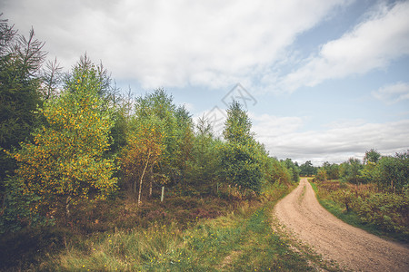 秋天的条自然小径旁的桦树图片