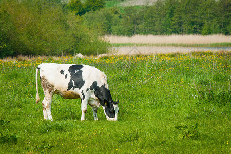 夏天,牛片绿色的草地上吃草背景图片
