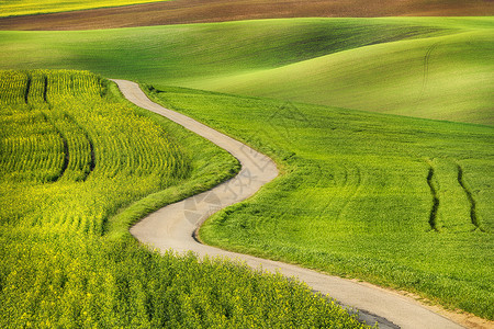 道路绿色的田野波浪,南莫拉维亚,捷克共国图片