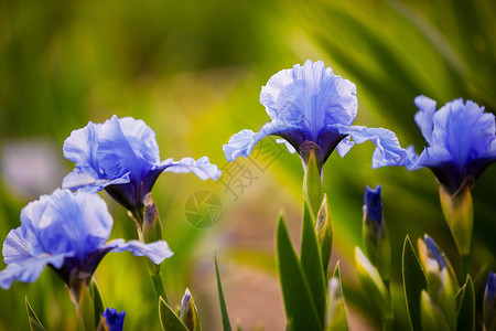 蓝色鸢尾花生长花园中,个浅的Dof图片