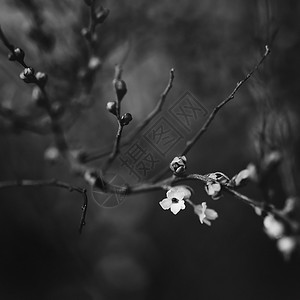 黑白花枝,浅朵图片