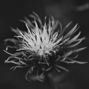 花的黑白,浅的Dof图片