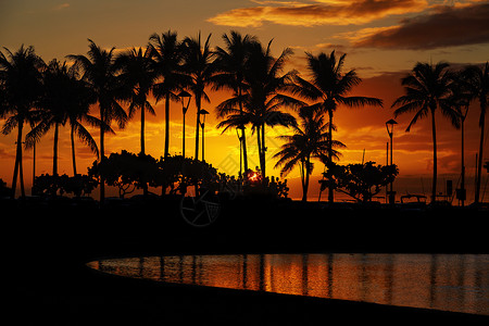 日落棕榈树泻湖海滩怀基基海滩,檀香山,瓦胡岛,夏威夷图片