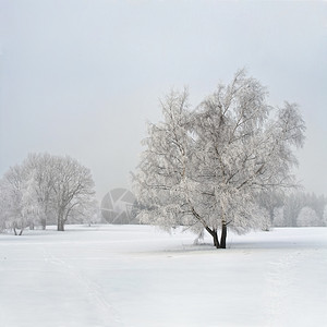 雾中田野上的冷冻桦树背景图片