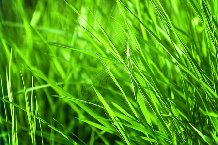 绿色的草背景与浅的Dof图片