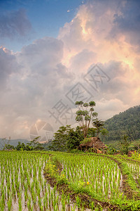 日落稻田露台,巴厘岛,印度尼西亚图片