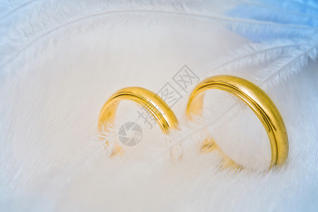 金色的结婚戒指,羽毛上浅浅的道夫图片