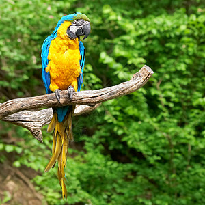 树枝上的Macaw高清图片