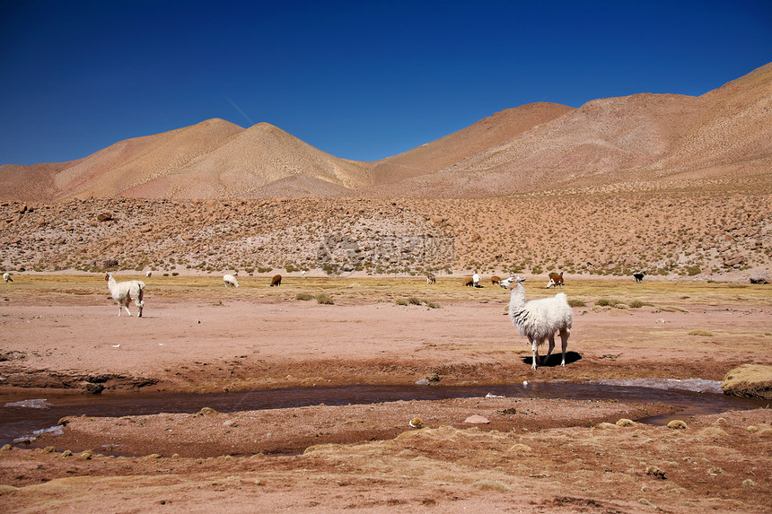 阿塔卡马沙漠,智利图片