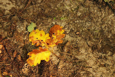 地上橡树叶秋天的橡树叶高清图片