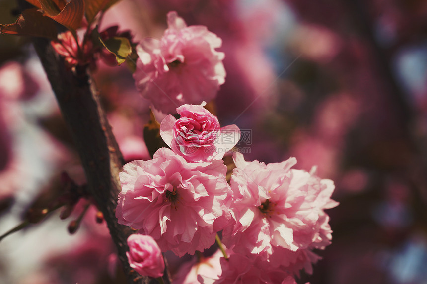 春樱花粉红色的花图片