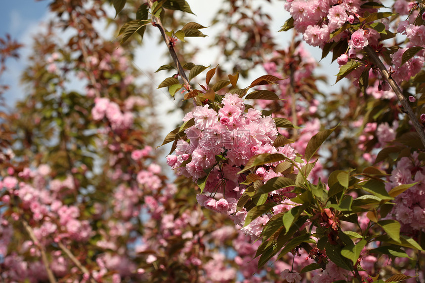 春樱花粉红色的花图片