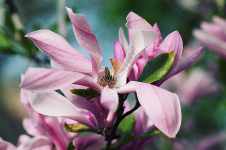 精致焕颜晚霜粉红色木兰与复古颜调Instagram过滤器背景