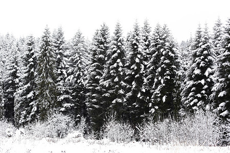 冬天的树木被雪覆盖图片