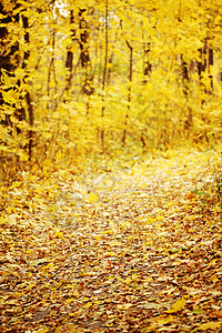 秋天的森林小径图片