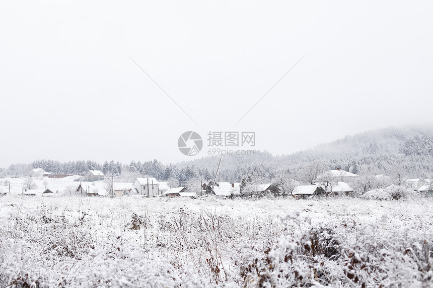 诞节背景,冬天的森林图片