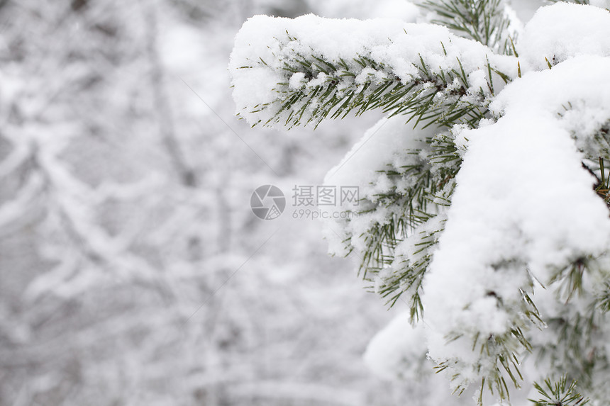 诞树的特写图片