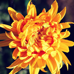 黄色菊花图片