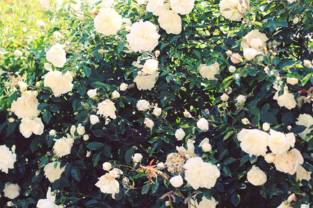 白色玫瑰灌木图片