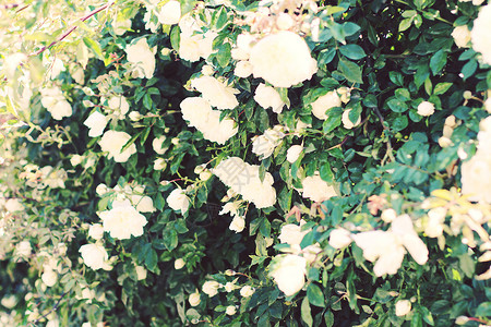 白色玫瑰灌木图片