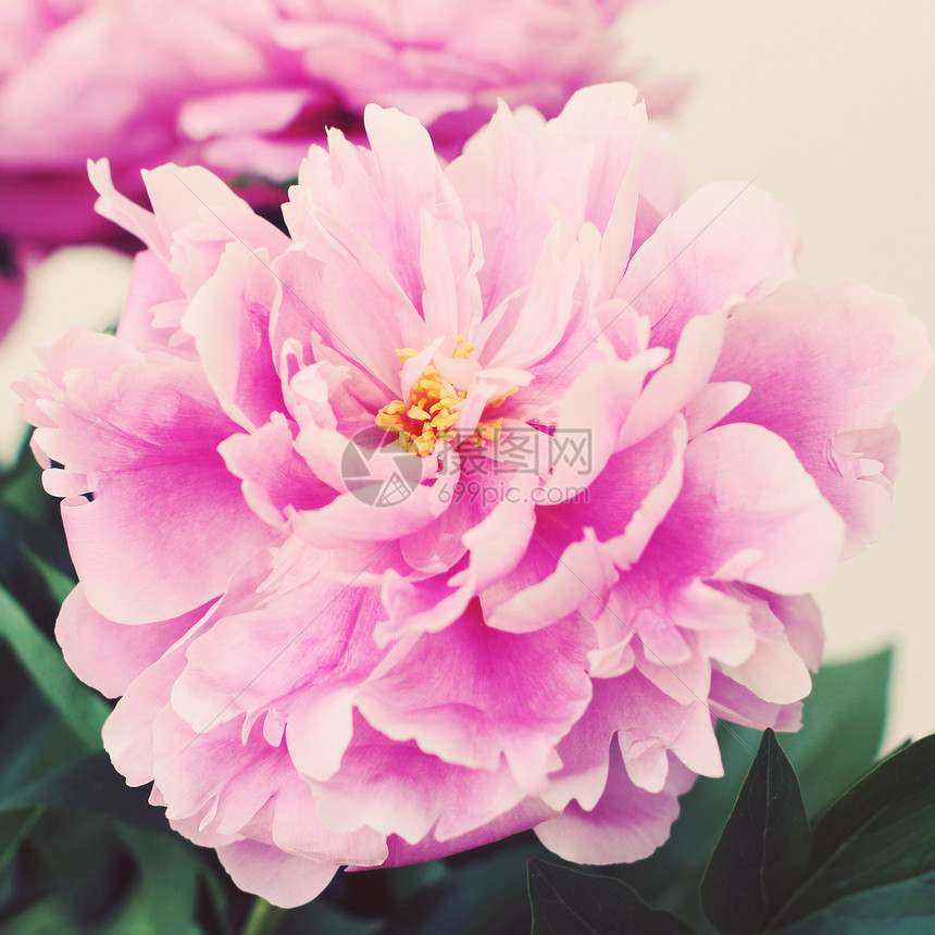 老式花牡丹粉红色的花照片色调风格Instagram过滤器图片