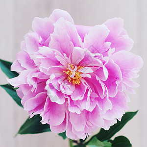 紫色水桶老式花牡丹粉红色的花照片色调风格Instagram过滤器背景