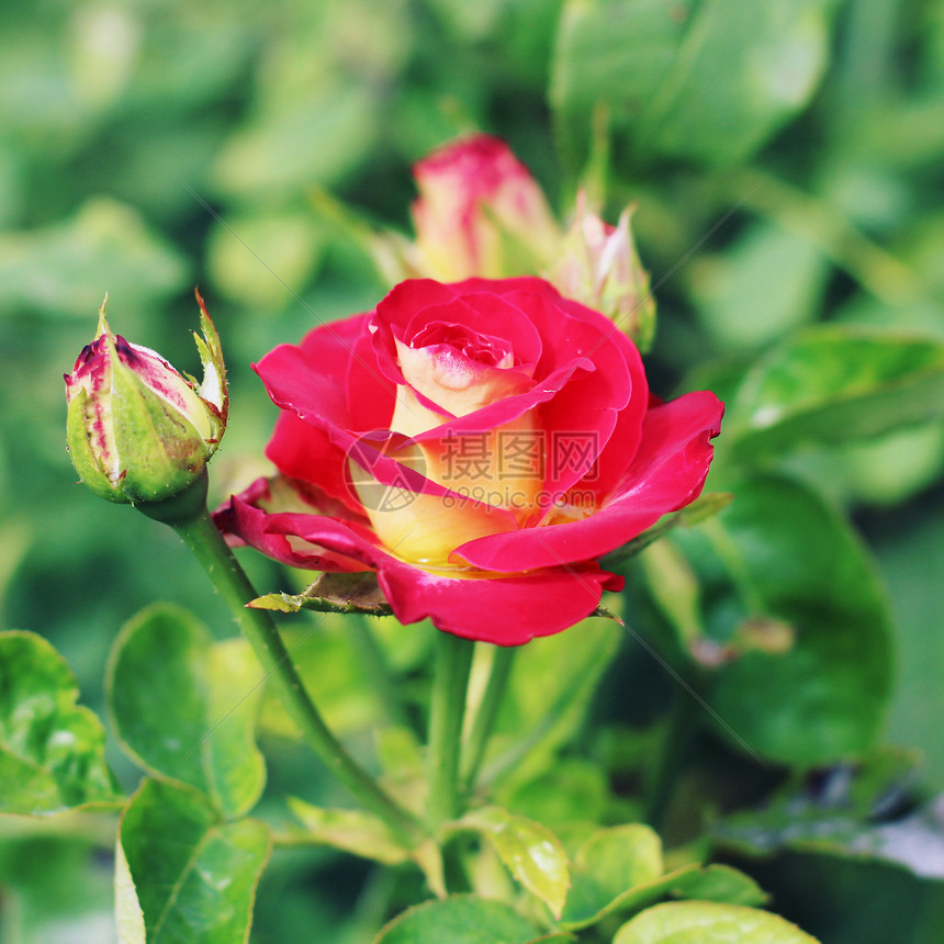 花园里新鲜的粉红色玫瑰图片