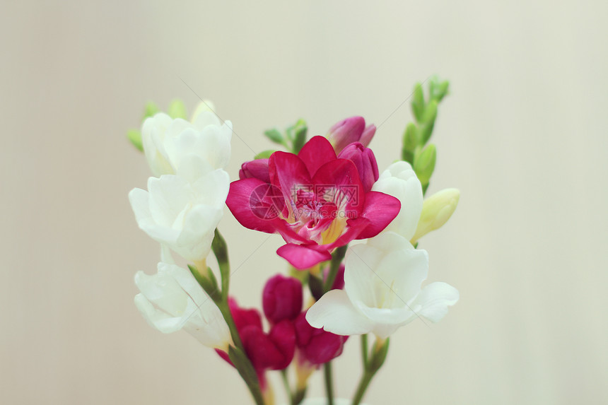 家居装饰花瓶里的花图片