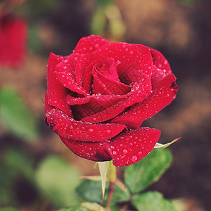 红色玫瑰花瓣上水滴照片色调风格Instagram过滤器图片