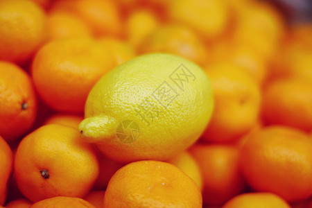 倒挂金钟属植植柑橘属果树柠檬,柑橘背景