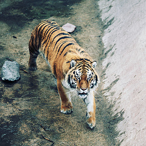 动物园里的野生老虎图片
