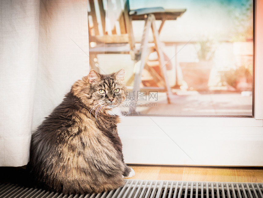 家猫坐璃阳台门上看着相机图片