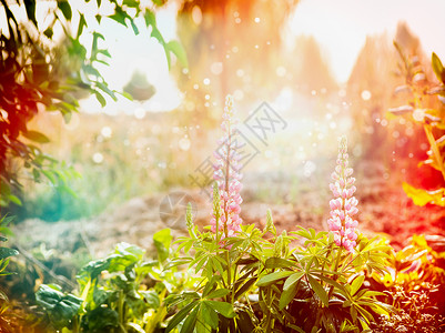 多叶羽扇豆夏季花卉花园公园与卢平花坛户外自然背景背景