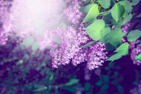 丁香花紫色灌木高清图片