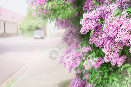 乡村街道上开花的丁香枝户外自然背景,丁香花高清图片