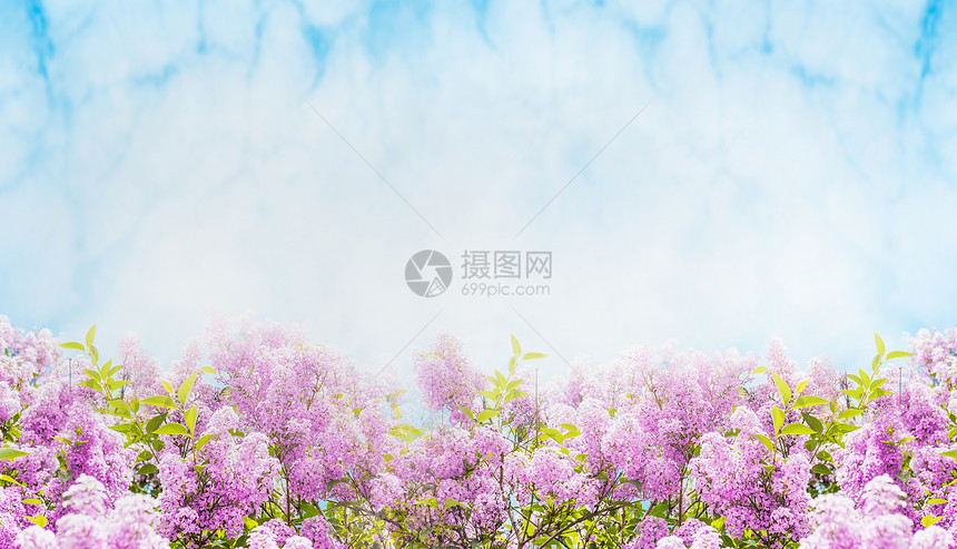 丁香花盛开天空的背景上,横幅图片