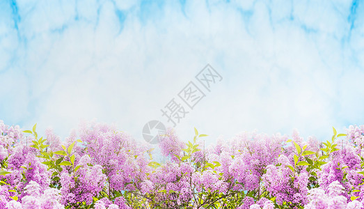 丁香花盛开天空的背景上,横幅背景图片