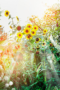 向日葵种植夏季花园与阳光波克图片