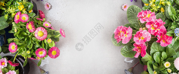 粉红色的花花盆中,用于石头背景上的花园装饰,顶部视图,横幅图片