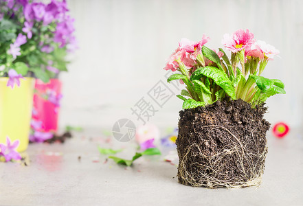 装饰盆栽花卉种植花园阳台上的白色木制背景图片