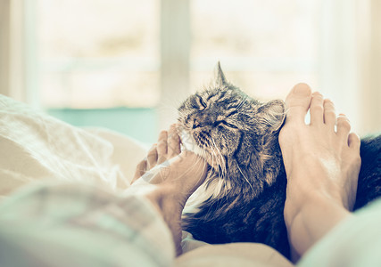 家里的场景猫床上女人的脚挠猫的脖子图片